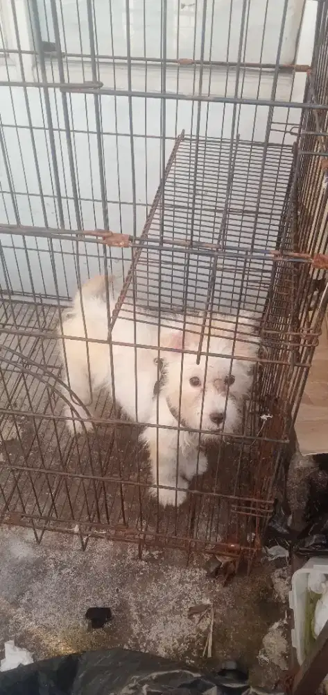 Ganti Pakan Anjing Shitpom Lucu Nett