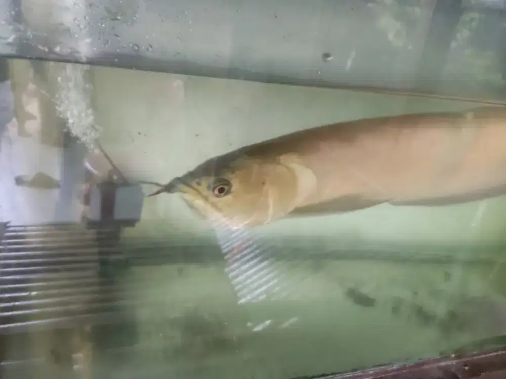 Ikan arwana silver red