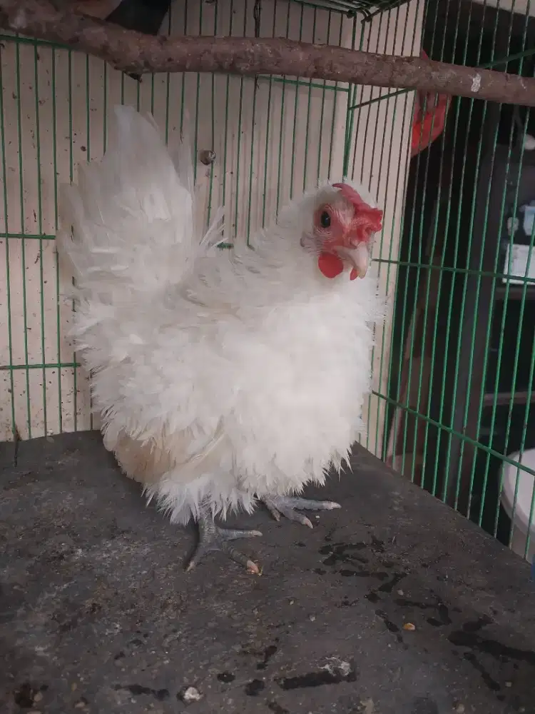 Ayam Kate Betina Walik Putih Polos