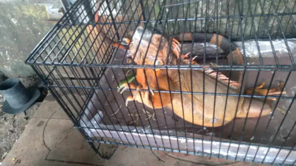 Ditawarkan, iguana orange ukuran 40 cm