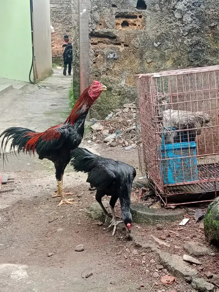Ayam Bangkok Sepasang