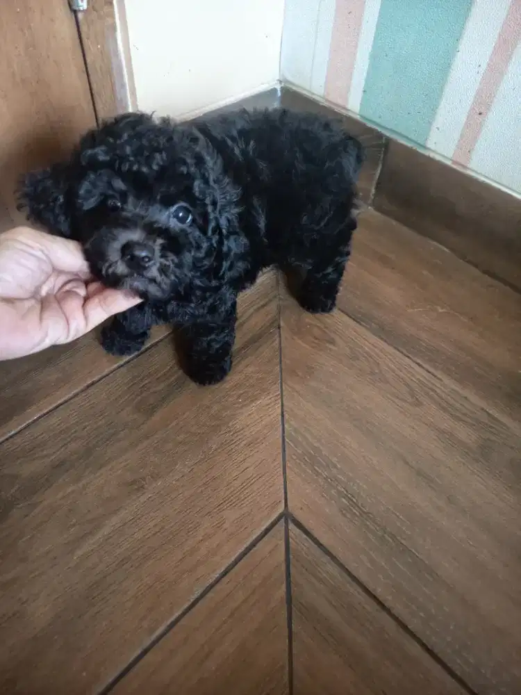 tiny black poodle