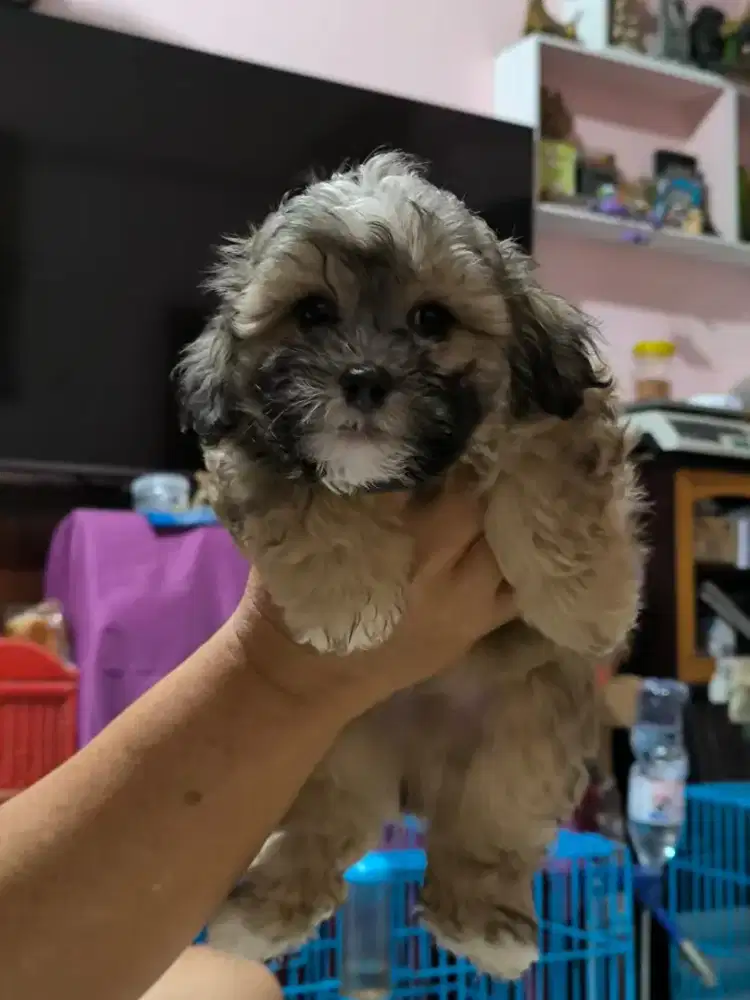 Shihtzu mix Poodle