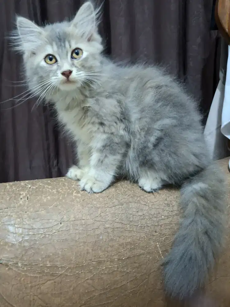 Kitten 3 bulan sehat dan lincah