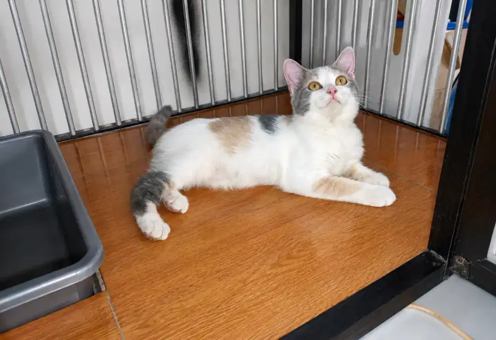 Bah mix betina 4bulan