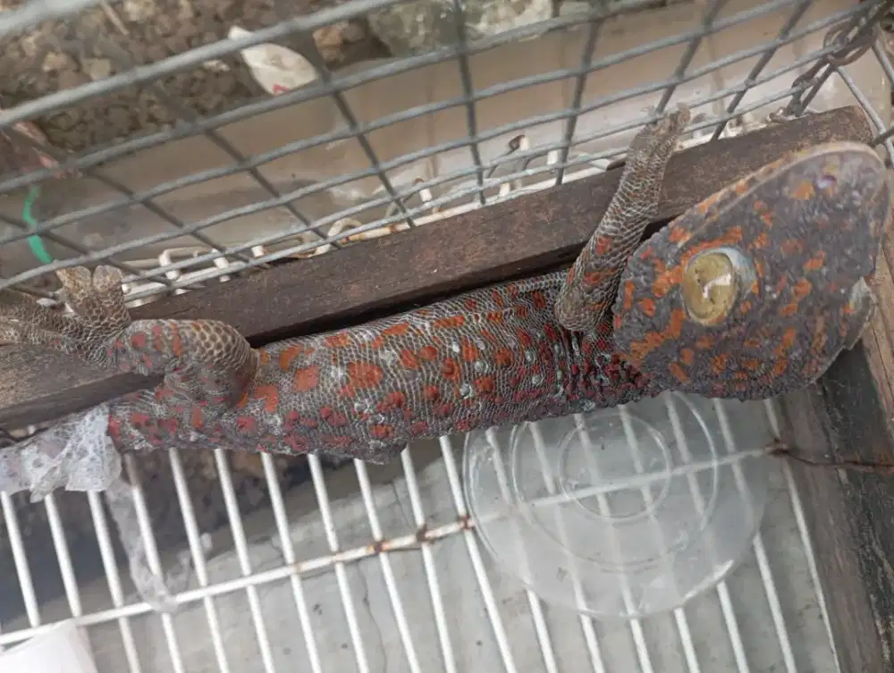 Tokek rumah panjang 30cm lebih