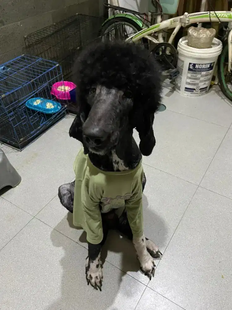 giant poodle hitam