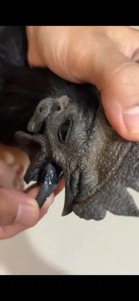 Ayam cemani lidah hitam asli ayam hias asli Indonesia ayam unik