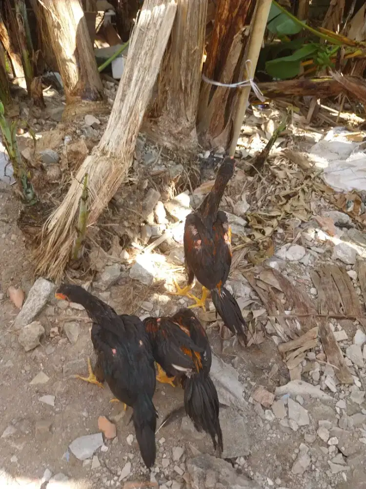 Ayam ekorlidi 3,5 bulan