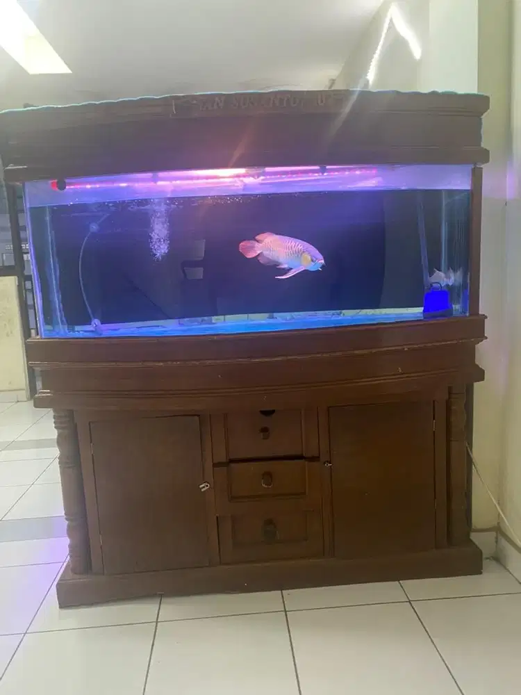 ikan arwana super red 40 cm