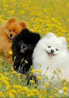 Lowongan kerja groomer petshop toko