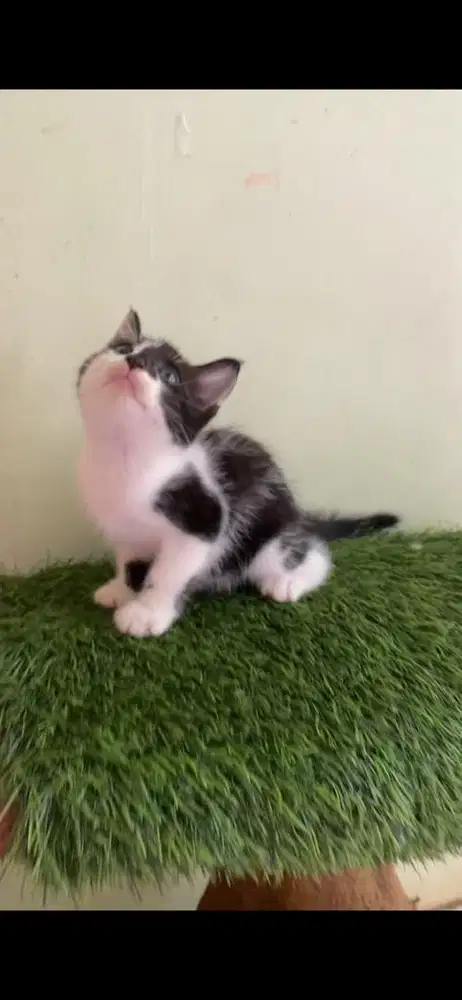 kucing ns munchkin betina