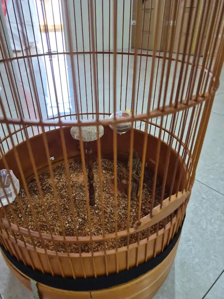 Jual burung branjangan javanica