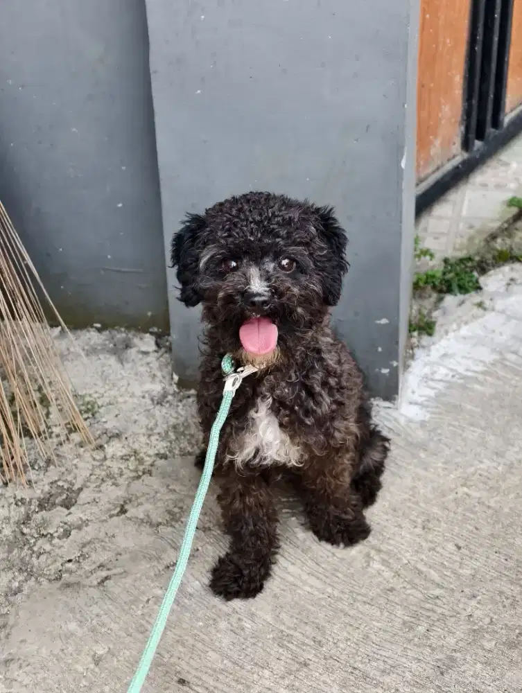 Poodle toy betina cantik murah
