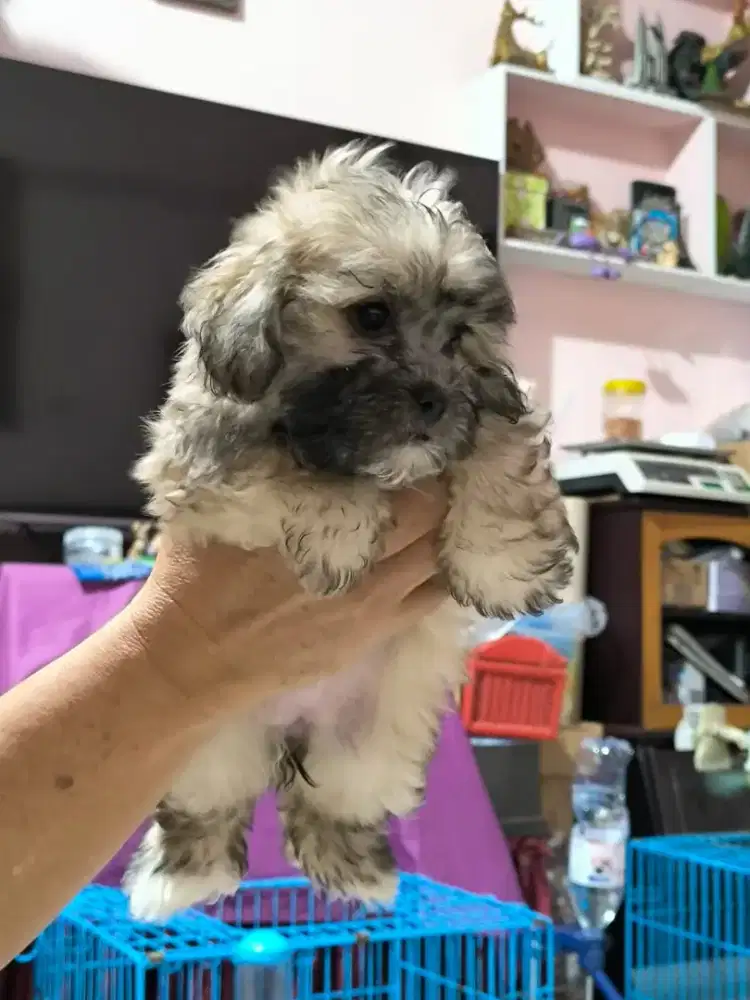 Shihtzu mix Poodle