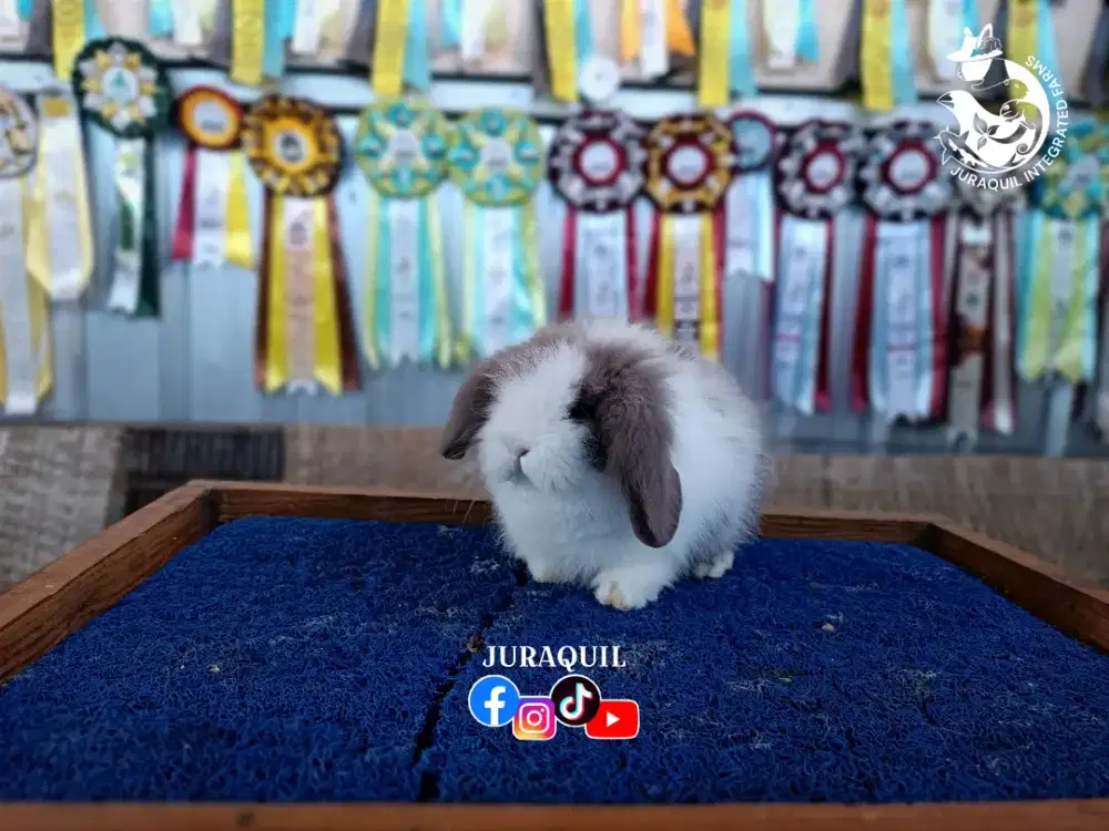 KELINCI HIAS / RABBIT / BUNNY