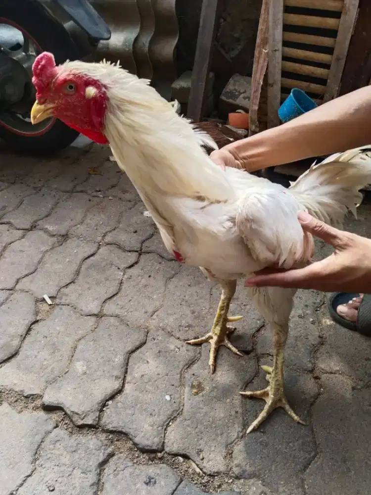 Ayam jantan dan ayam betina