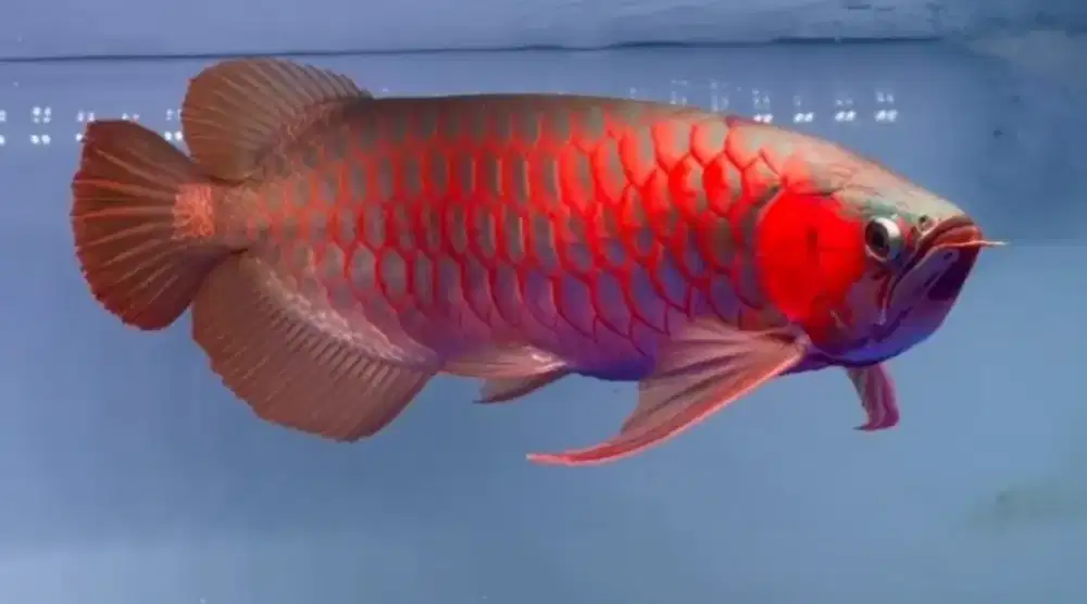 Arwana super red