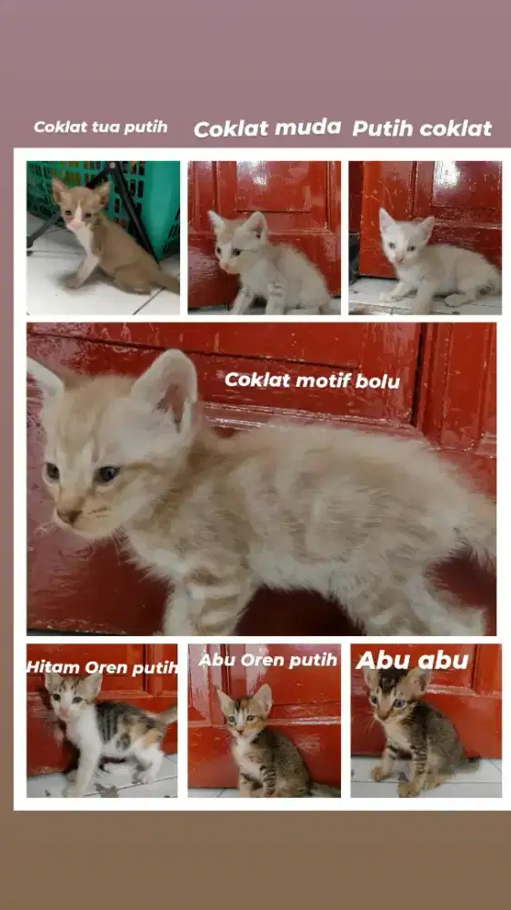 Kitten 2 bulan gratis