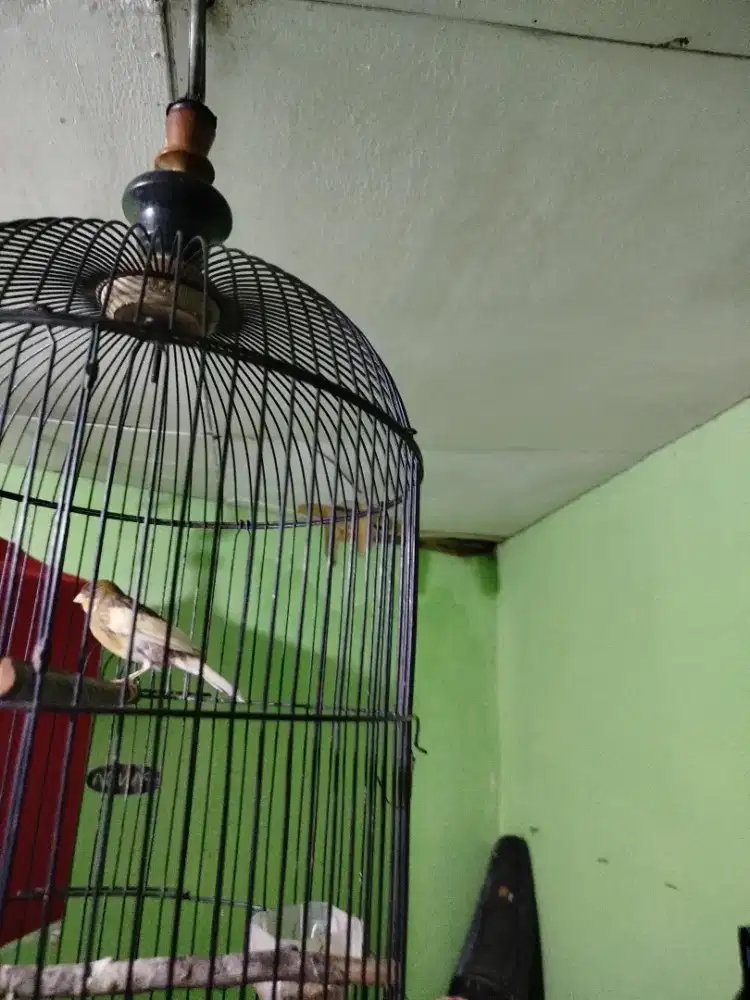 Jual burung kenari loper warna bon
