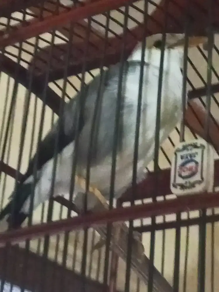 Jalak hybirt gacor deker mapan video ada di wa