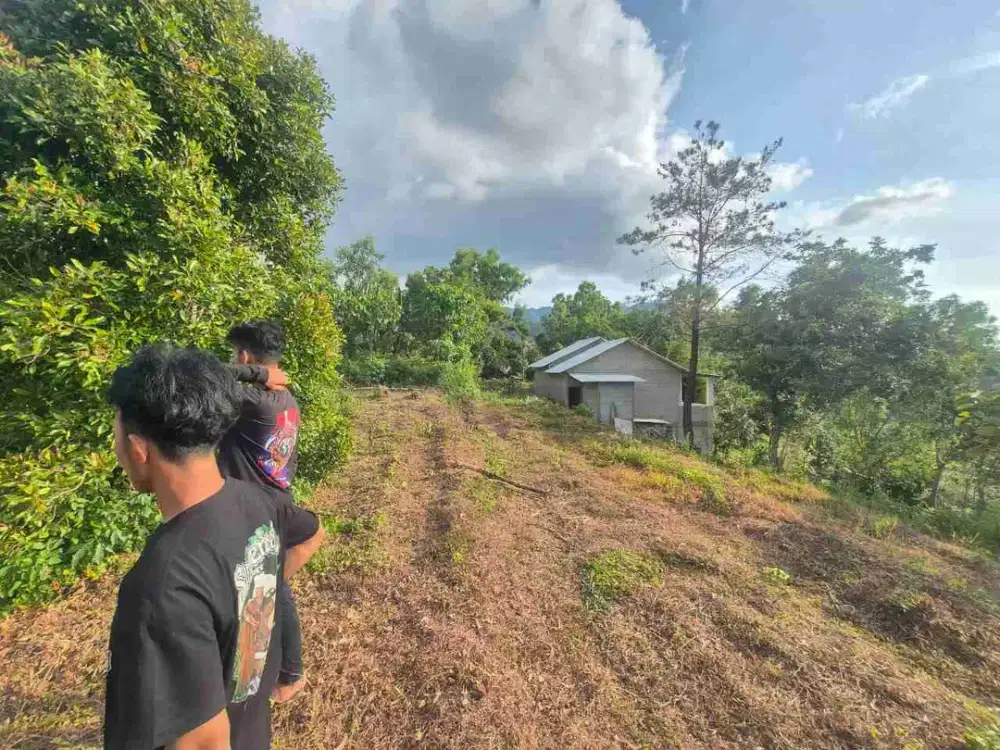 Dijual Lahan Perkebunan Kopi, Cengkeh, Durian di Kepel Kare Madiun