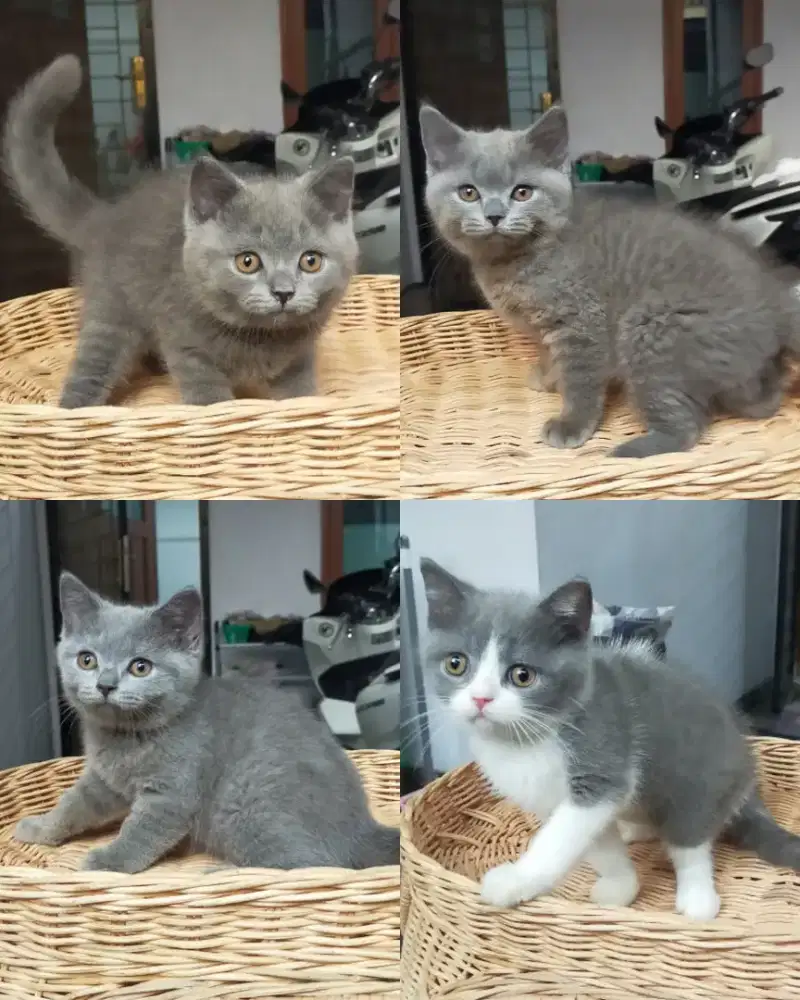 Kucing bsh British shorthair kitten blue solid dan bico blue
