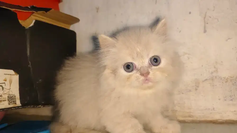 Anak kucing kitten persia peaknose kucing peaknose longhair