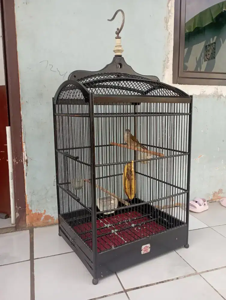 Burung katem kapas tmbk rajin bunyi masteran murai