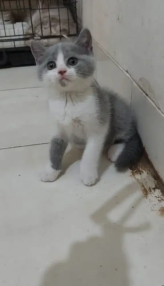 Kucing british shorthair bicolour blue kitten bsh bicolor blue
