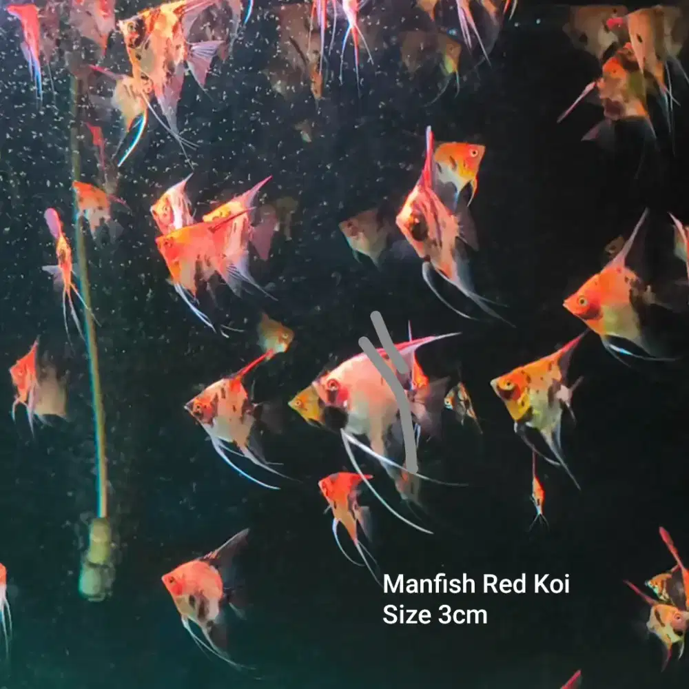 Ikan Manfish Red Koi
