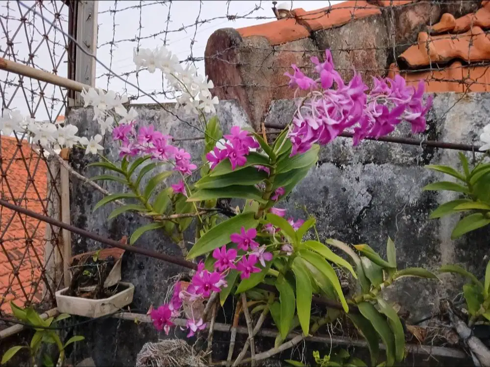 Anggrek dendrobium cantik bagus