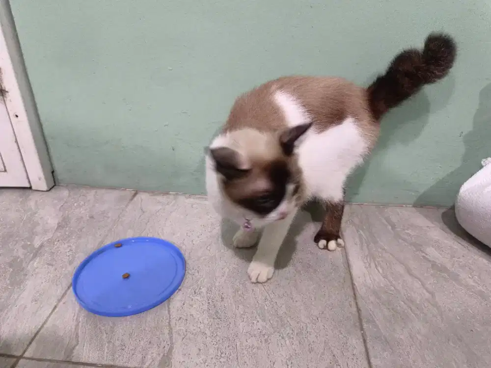 Kucing Himalaya medium hair betina