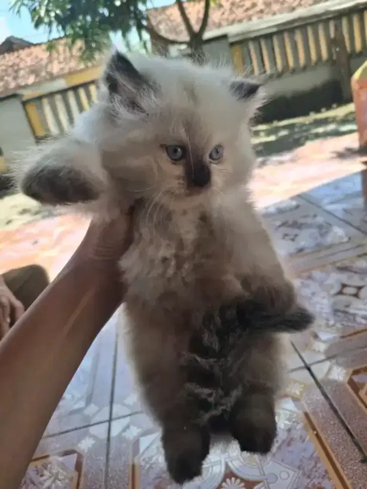 Kitten himalaya usia 2bln sepasang