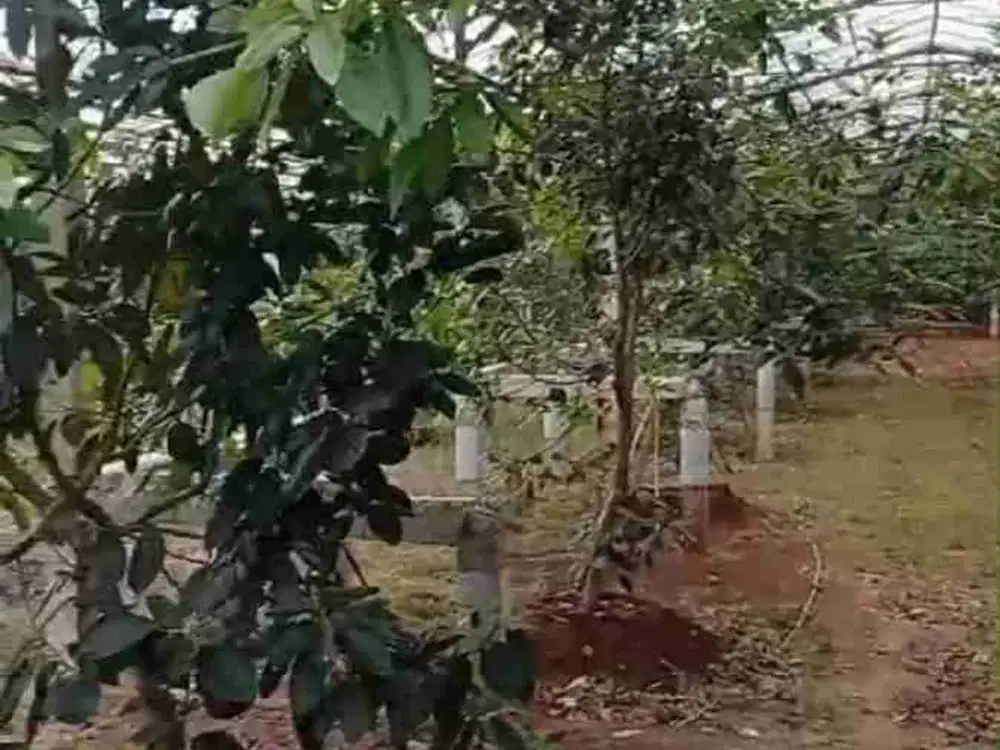 Lahan kebun alpokat produktif 7062 m2 harga 4 Milyar, 50 menit dari Gerbang tol Pandaan