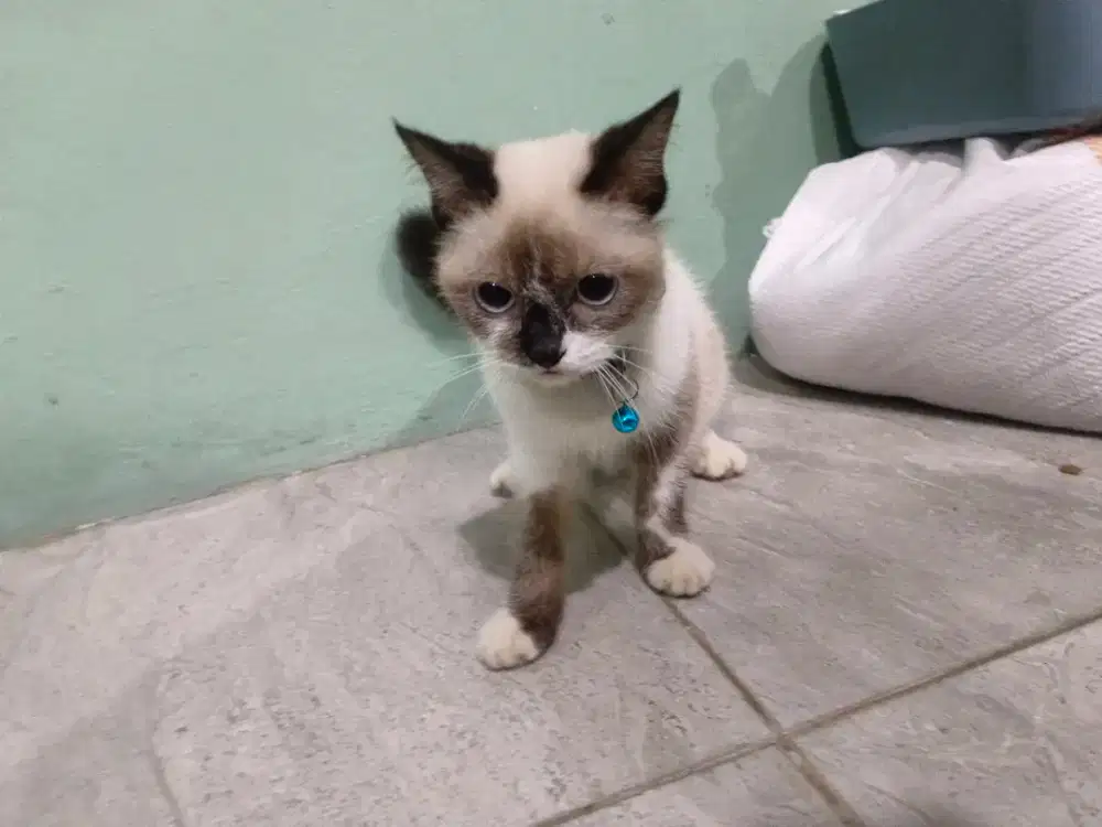Kucing himalaya kitten medium hair Jantan