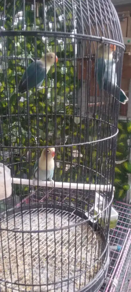 Burung lovebird