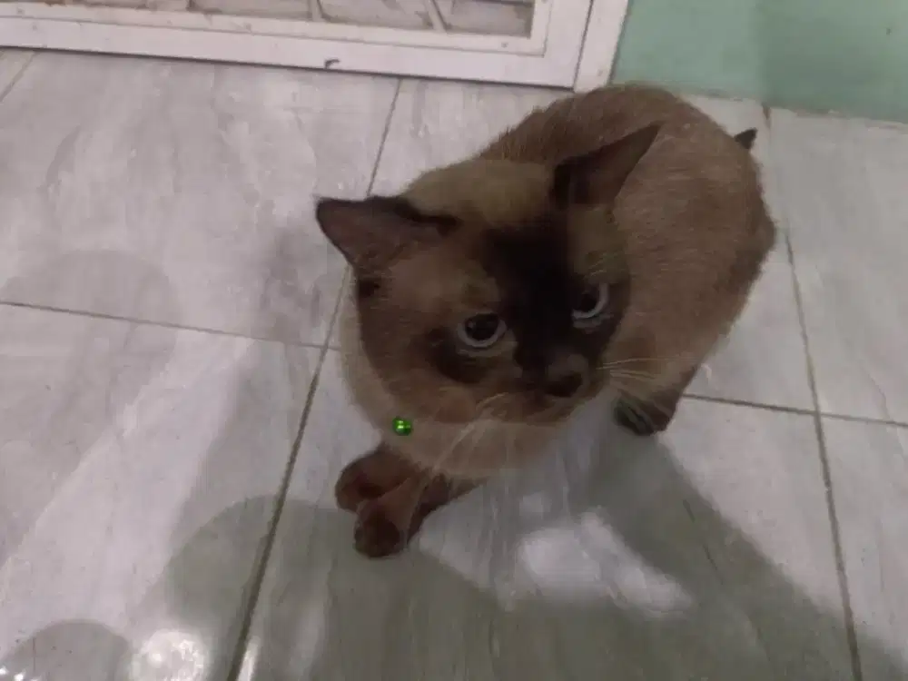 Kucing himalaya medium hair jantan