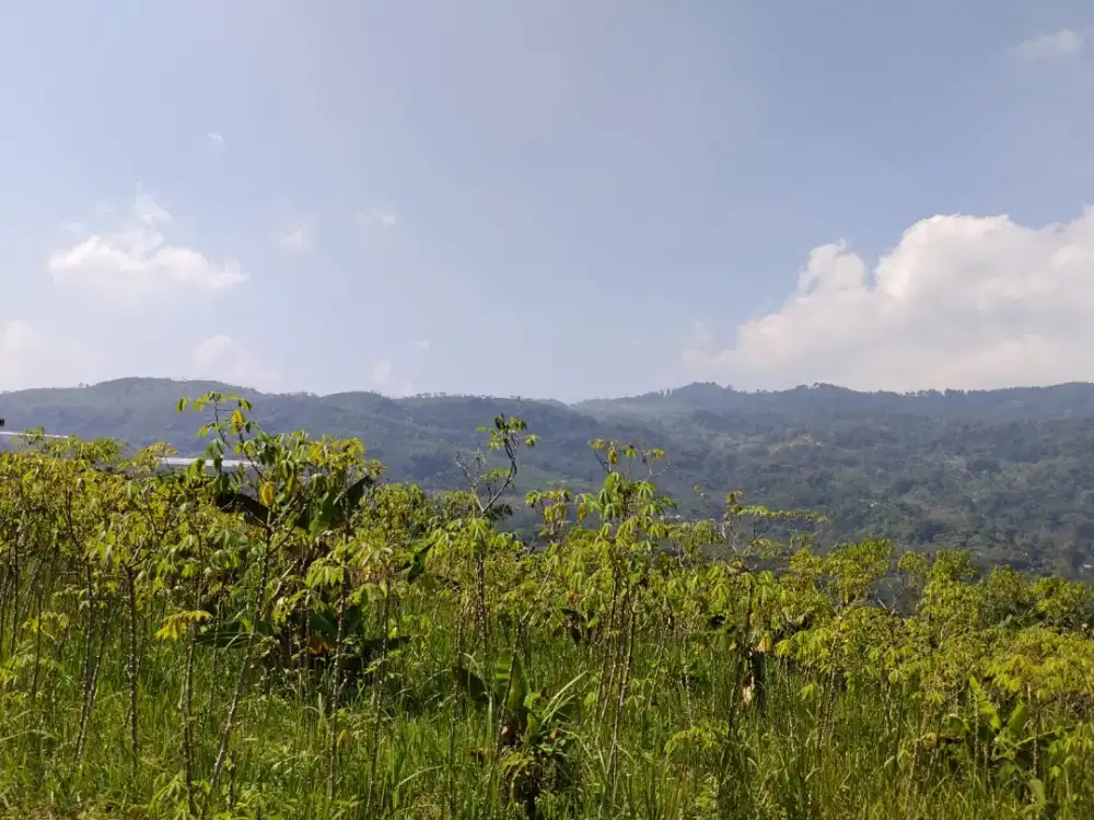 Dijual tanah 2,5ha