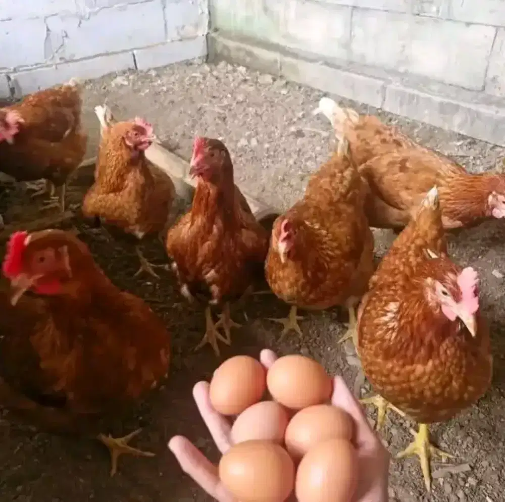 Ayam petelor usia produktif