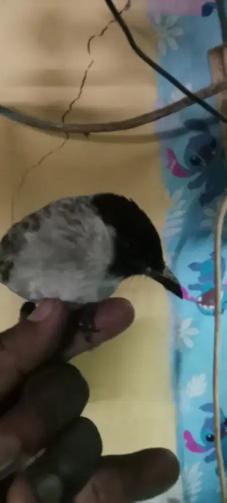 kutilang deker jinak total
