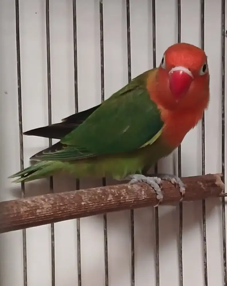 Burung lovebird