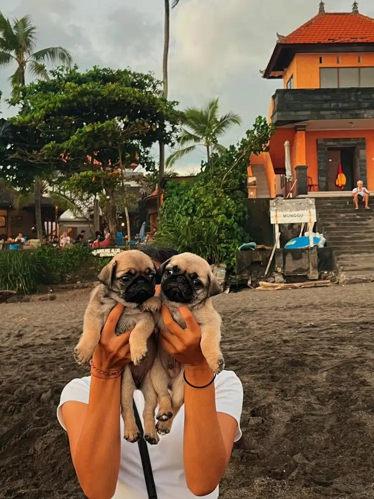 Pug puppy Good Quality