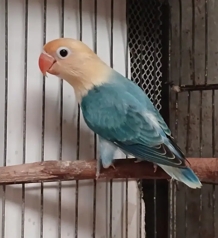Biola pb blue paud 6 bln