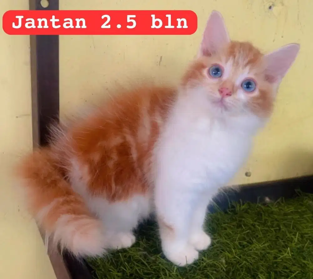 Kucing ras persia kitten jantan