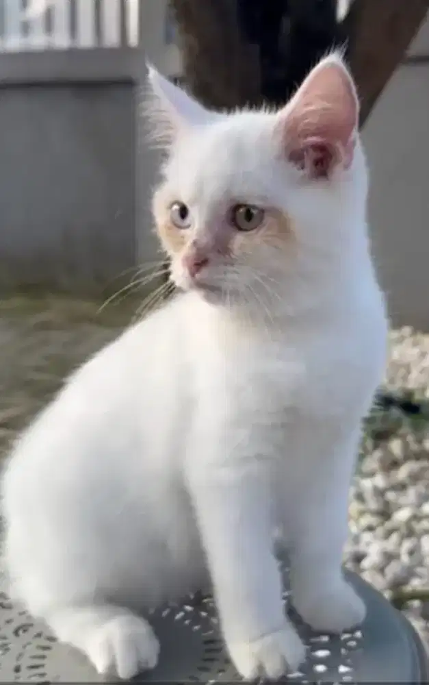 BSH female 5 bulan odd eye