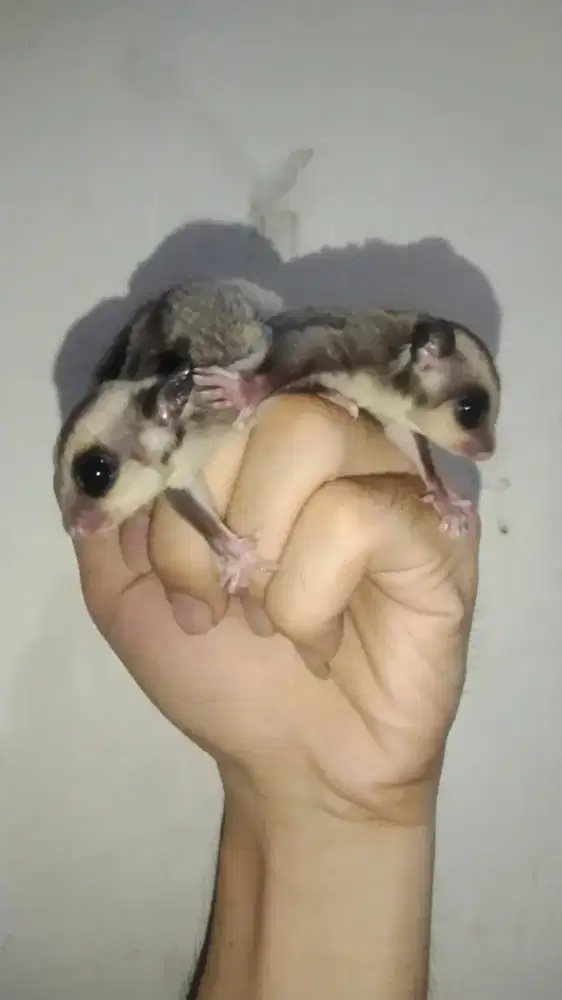 Joey sugar glider classic grey het wf