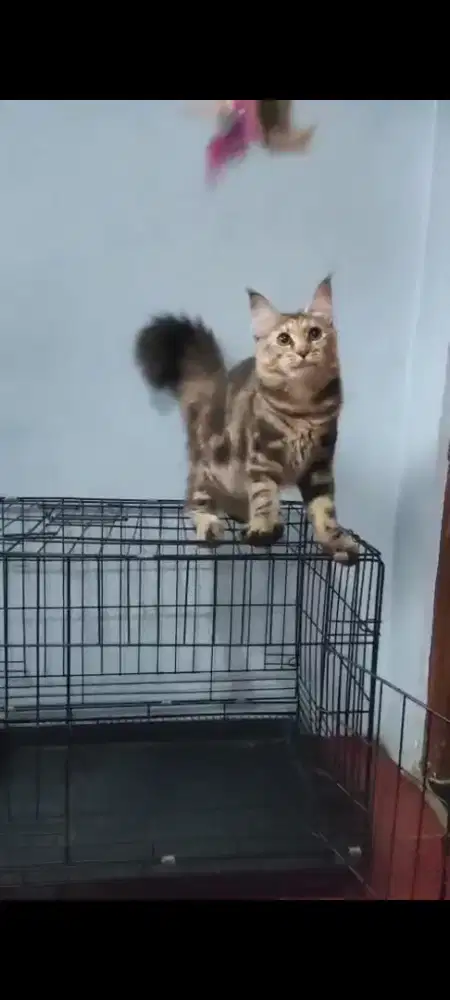 Mainecoon Female 10 bulan pure non ped