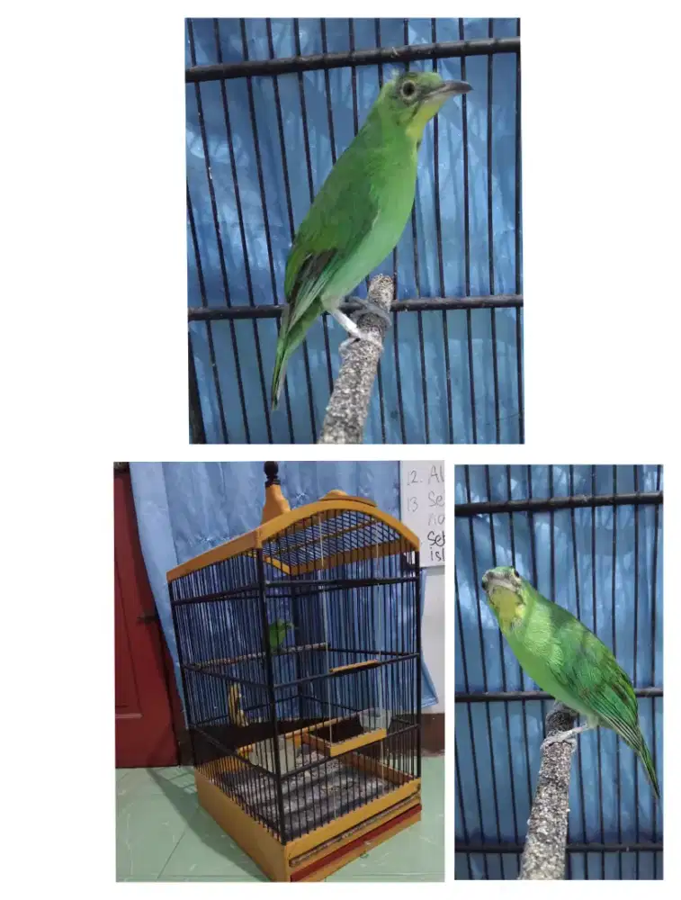 Burung daun betina + kandang