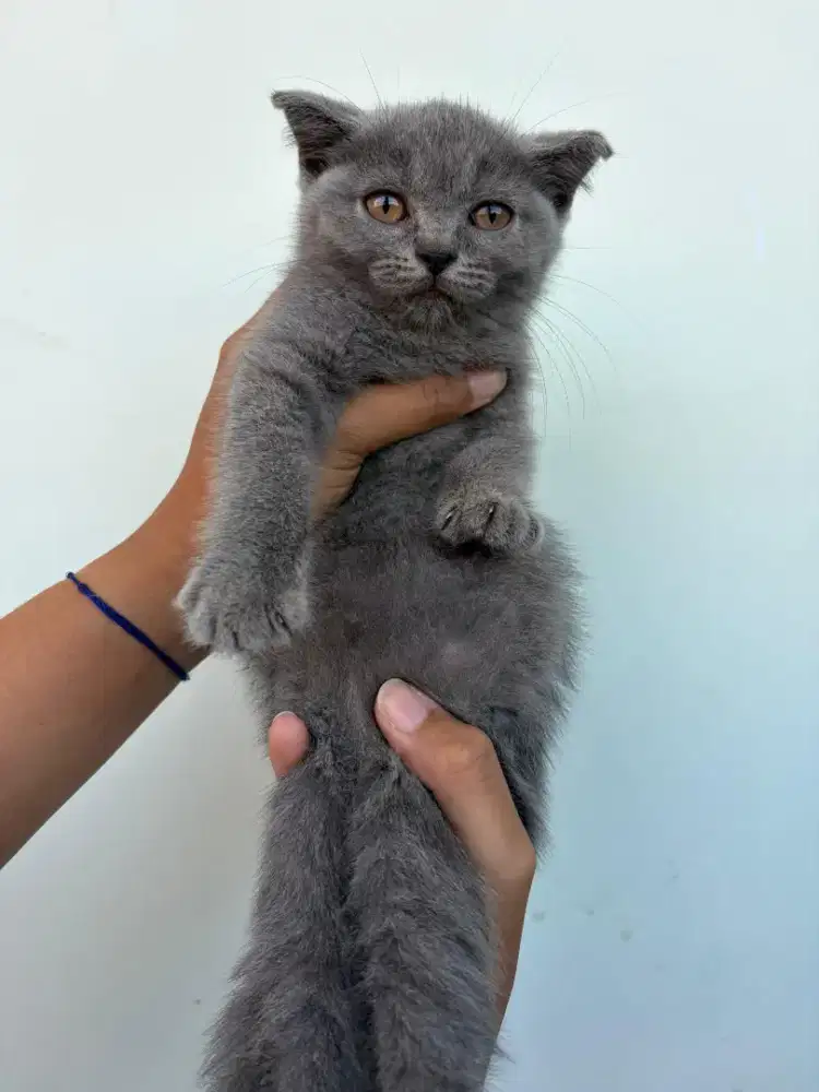 kucing Scottish lucu Dps, Bali
